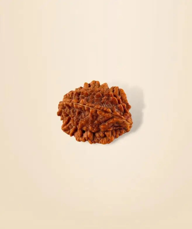 Dwimukhi Rudraksha Bead for Couples (Consecrated)
