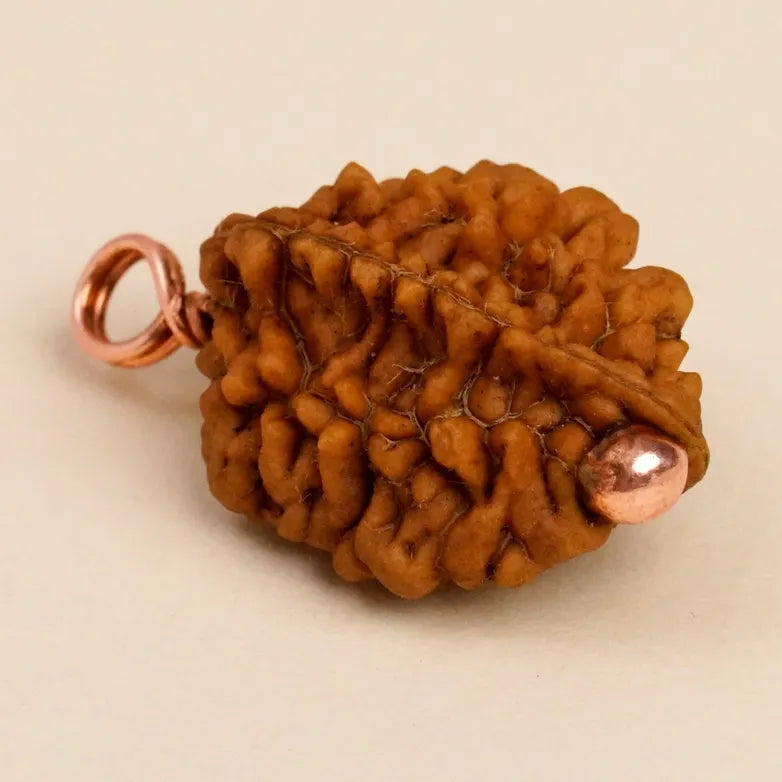 Dwimukhi Rudraksha Bead for Couples (Consecrated)