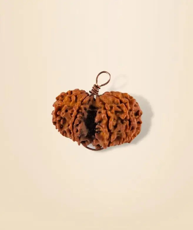 Gaurishankar Rudraksha Bead (Consecrated)