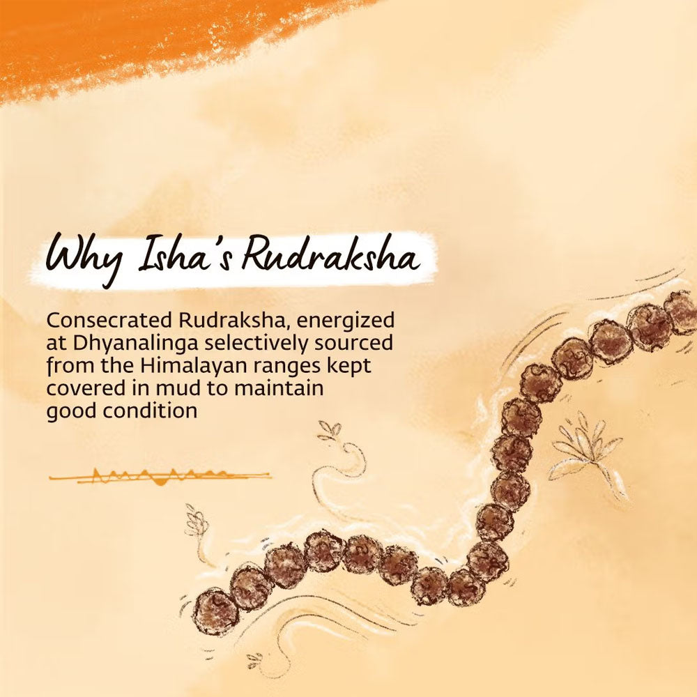 Panchamukhi Rudraksha