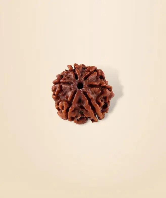 Shanmukhi Rudraksha Bead for Children (Consecrated)